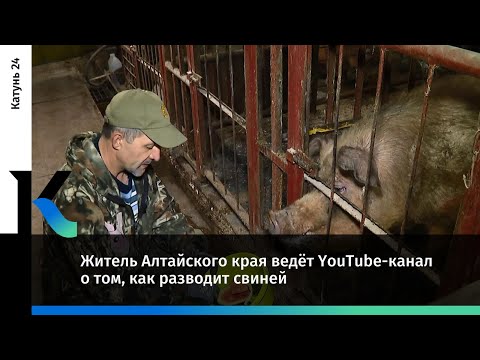 Житель Алтайского края ведёт YouTube-канал о том, как разводит свиней