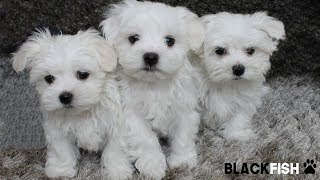 The Maltese puppies