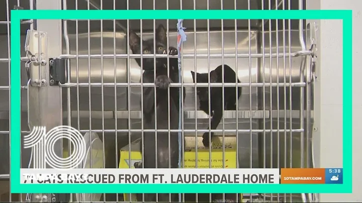 71 cats rescued from 'deplorable conditions' in a house in Fort Lauderdale - DayDayNews