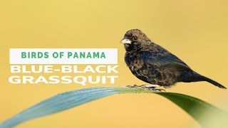 Blue-Black Grquit Volatinia Jacarina