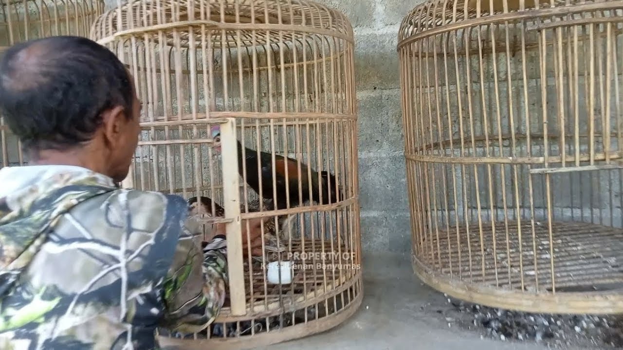 PROSES KAWIN DODOK AYAM HUTAN HIJAU!!