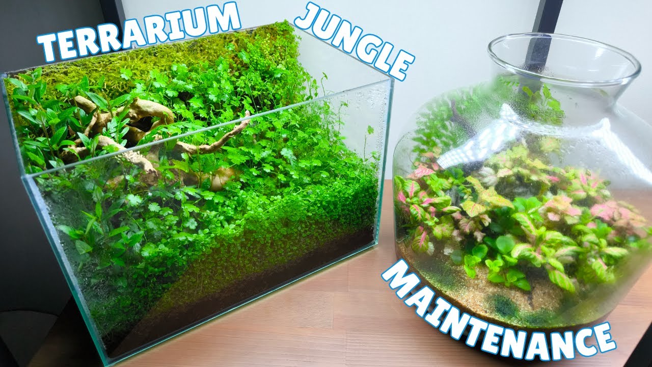 How to Grow a Healthy Terrarium | Easy Maintenance, Trimming & Moss Wall Care