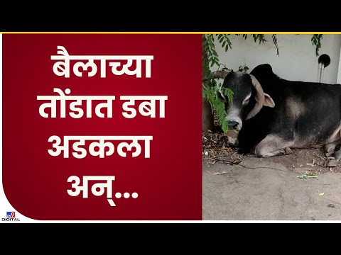 Nashik | मालेगावमध्ये बैलाच्या तोंडात डबा अडकल्याची घटना - tv9