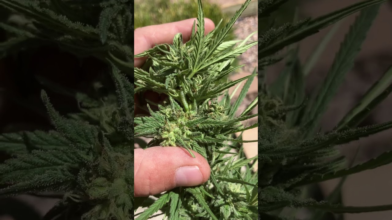 My plants are infested with green small caterpillars anything I can do 