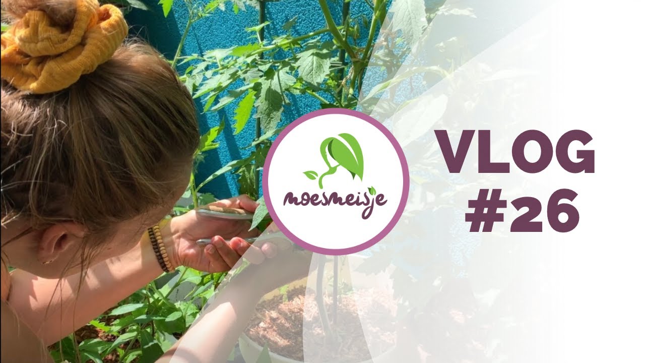 MOESTUIN VLOG #26 |Tomatenplanten snoeien, basilicum toppen, knoflook oogsten en eindelijk regen!