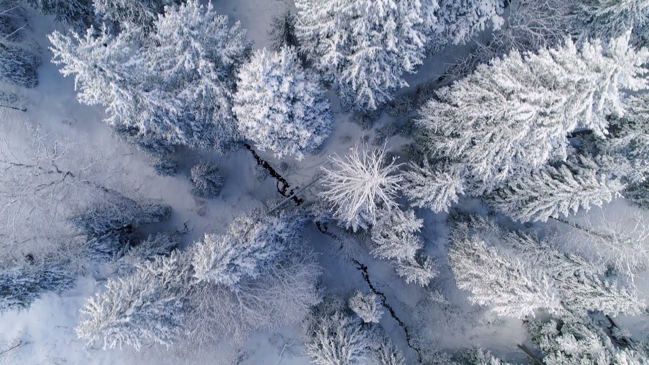 Snow-clad Forest | Beautiful Areal View | mesmerizing Forest [HD]