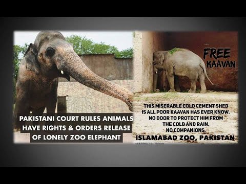 Pakistan to free elephant Kaavan after campaign by US singer Cher - (Zoo in Islamabad Pakistan)