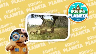 Cómo es el LINCE IBÉRICO | El REINO ANIMAL para NIÑOS | Vídeo Educativo