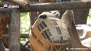 So cute! A panda cub played in a bamboo basket! #China