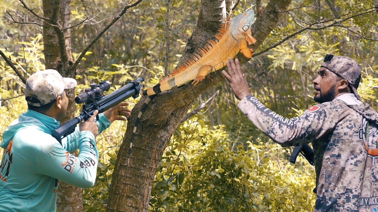 Cazando Iguanas con la Mano