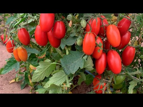 ТОМАТЫ - достойные сорта на все времена! - YouTube