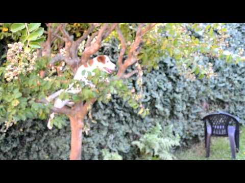 Jack Russell climbs