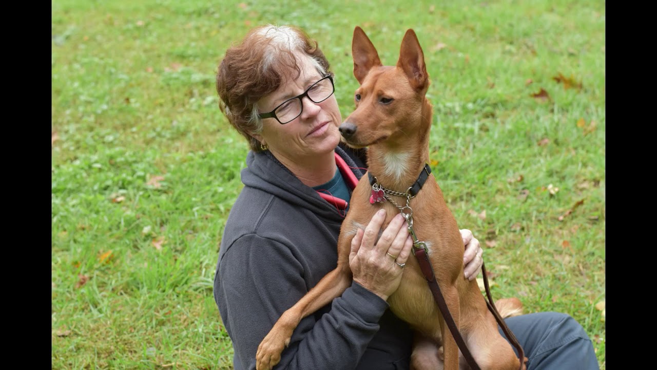 basenji pharaoh hound