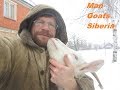ORGANIC goats FARMING in "siberian" rural area