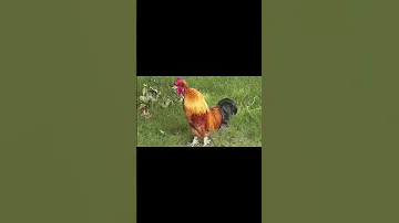 Shorts የዶሮ ድምጽ 