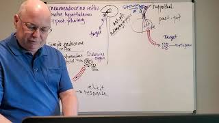 Professor Long - Endocrine Lecture 2, Hormonal Pathways
