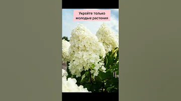 Какую гортензию посадить, чтобы не было проблем с уходом.  #гортензии #гортензия