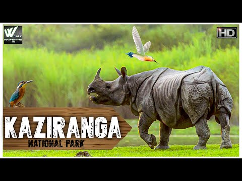 वीडियो: काजीरंगा राष्ट्रीय उद्यान: पूरा गाइड