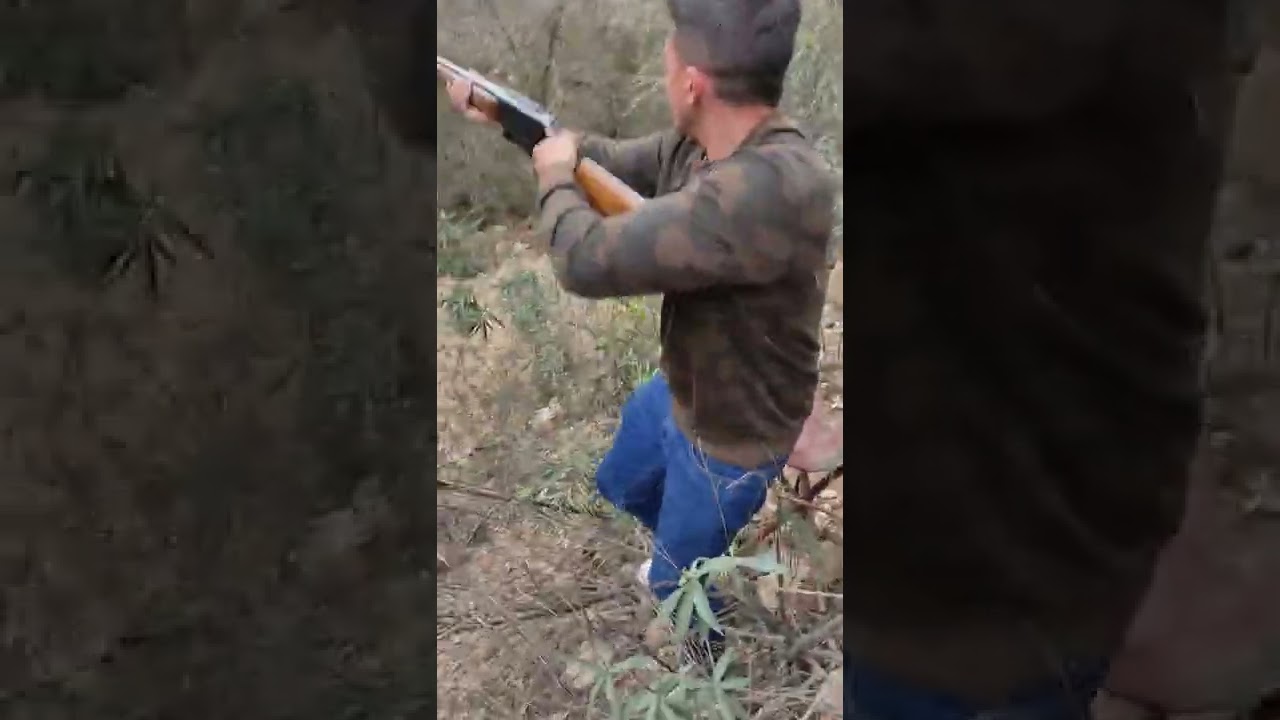 triplete de venados en montería en el Berrocal NOVIAZGO