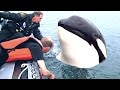 8 Orca Encounters That&#39;ll Make You Happy