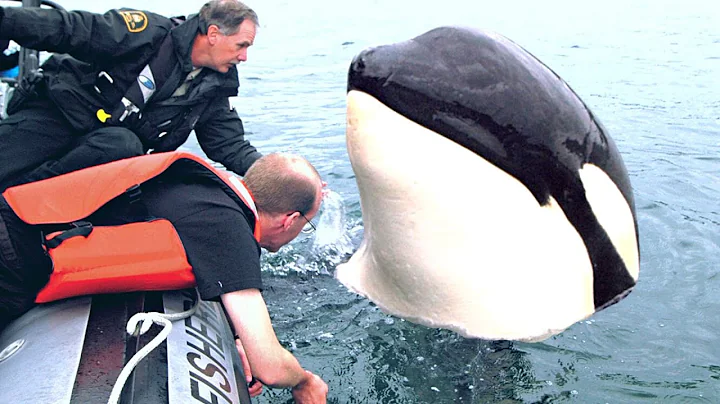 8 Orca Encounters That'll Make You Happy