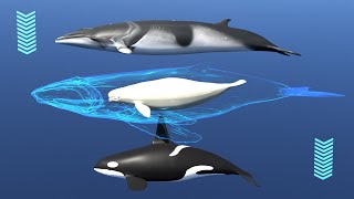 🐳 Whales (3D match game). Types of whales screenshot 4