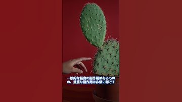 狂犬病ワクチン