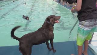 Dogs take over Grosvenor Pool