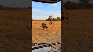 Creator Incentive Program The content of the Creator Support Program is too real. The original v