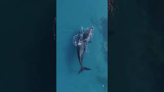 Whale Bonding