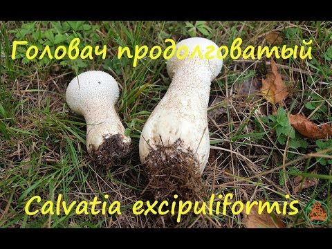 Головач продолговатый - замечательный гриб!