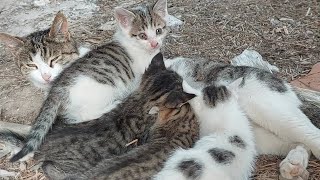 Cute Mother And Kittens. One of the Tiny Cats Climbed on Its Mother and Cleaned Herself.