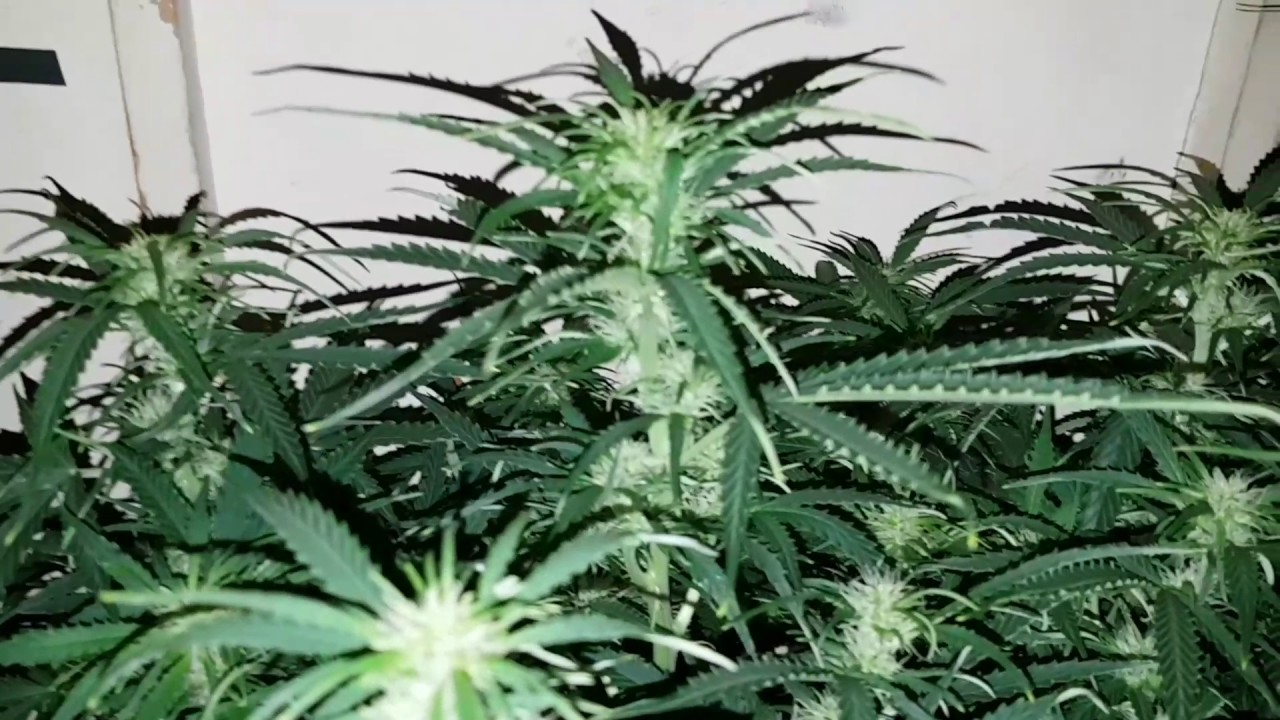 Auto dark purple, big easy and jock horror grow