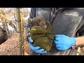 Welcoming black bear cubs in Chicopee