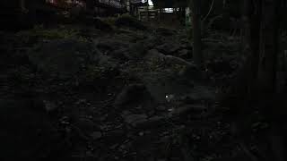 Fireflies are Everywhere