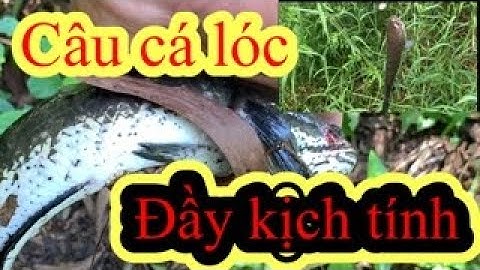 Câu cá lóc bằng vịt đầy kịch tính Tài Lộc vlog#