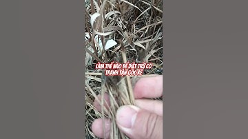 Làm thế nào để diệt trừ cỏ tranh tận gốc rễ #cotranh
