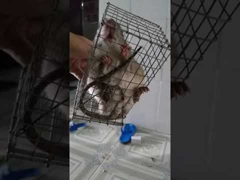 Video: Cách Nhận Biết Chuột Từ Chuột