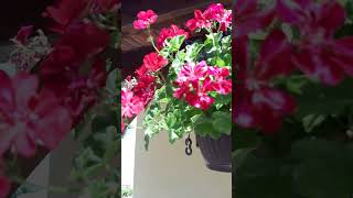 Geranium: Pelargonium