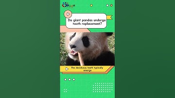 Do giant #pandas undergo tooth replacement? Watch our video.