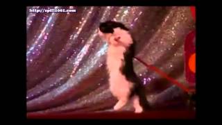 Katzen im Zirkus