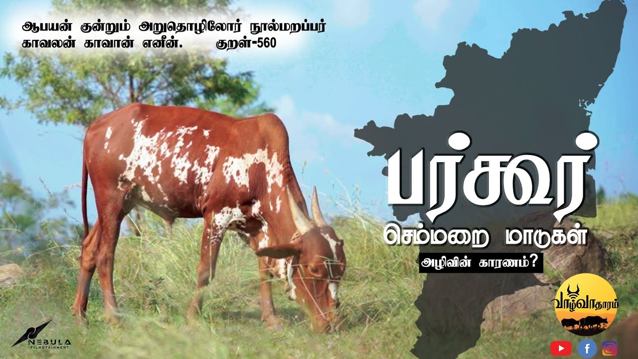 பர்கூர்: செம்மறை மாடுகள்  | BARGOOR CATTLES - A DOCUMENTARY @ VAAZHVADHARAM | NEBULA FILMOTAINMENT