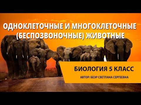 Одноклеточные и многоклеточные (беспозвоночные) животные