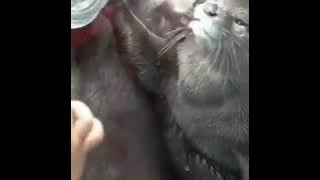 Hewan aneh versi onder sepot