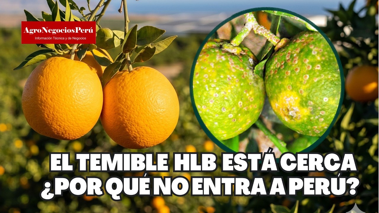 El temible HLB está en Sudamérica. ¿Por qué aún no entró a Perú?