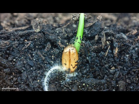 Video: Growing Forest Grass: Lub Tswv Yim Txog Kev Kho Nyij Pooj Hav Zoov Nyom