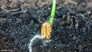 I Could Watch Time Lapses Of Seeds Growing All Day