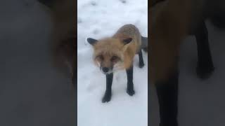 Most Beautiful Fox