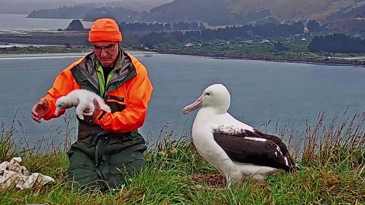 年ロイヤルアホウドリのヒナの名前 投票受付中 これまでの可愛い歩みもまとめました アソビノイズミ 年ロイヤルアホウドリのヒナの名前 投票受付中 これまでの可愛い歩みもまとめました アソビノイズミ