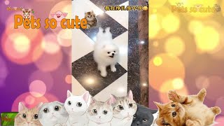 Animales Adorables Videos | Amazing Moments Of Tik Tok Video Collection #4